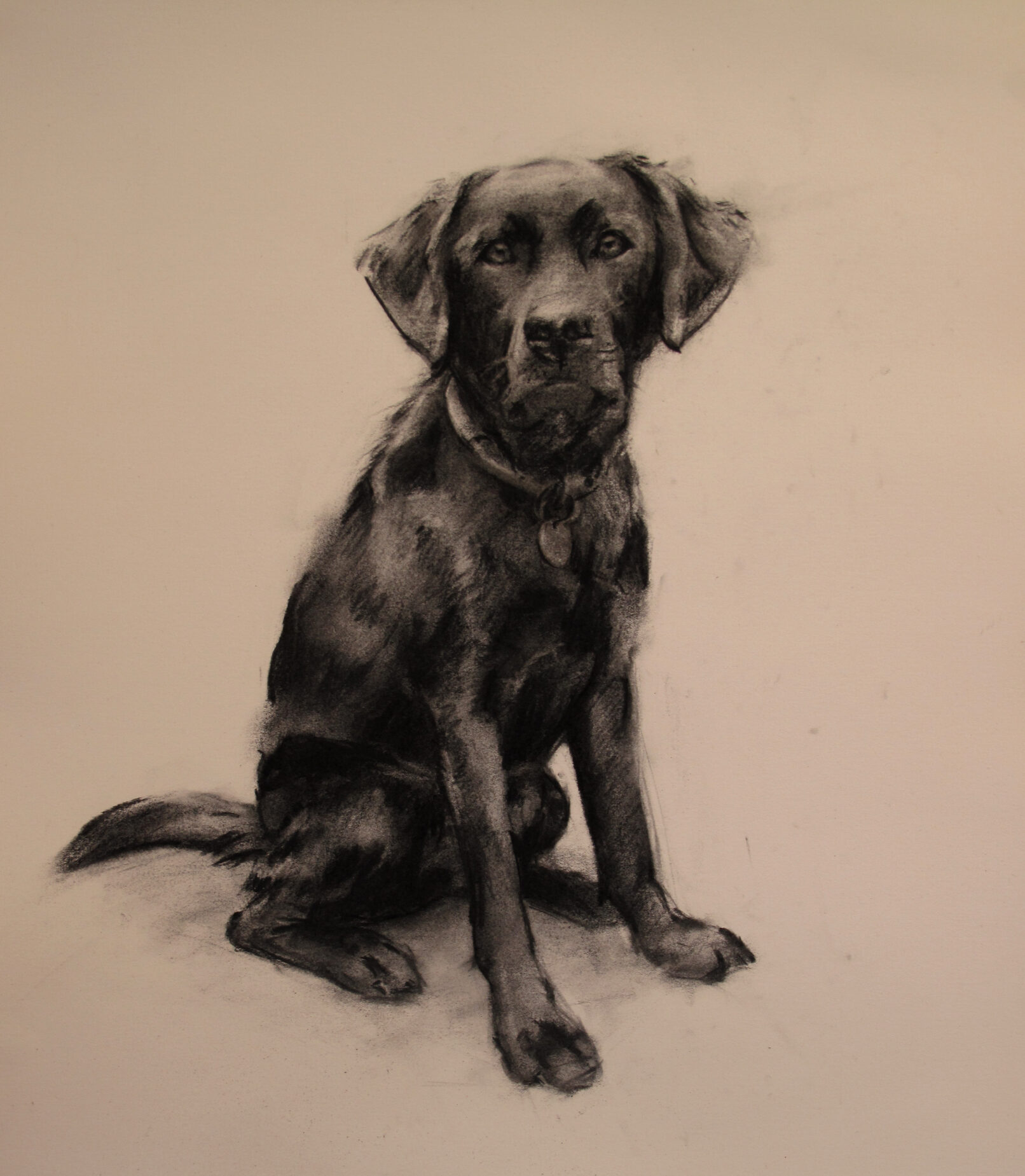 black labrador charcoal portrait