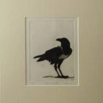 Pied crow (I)