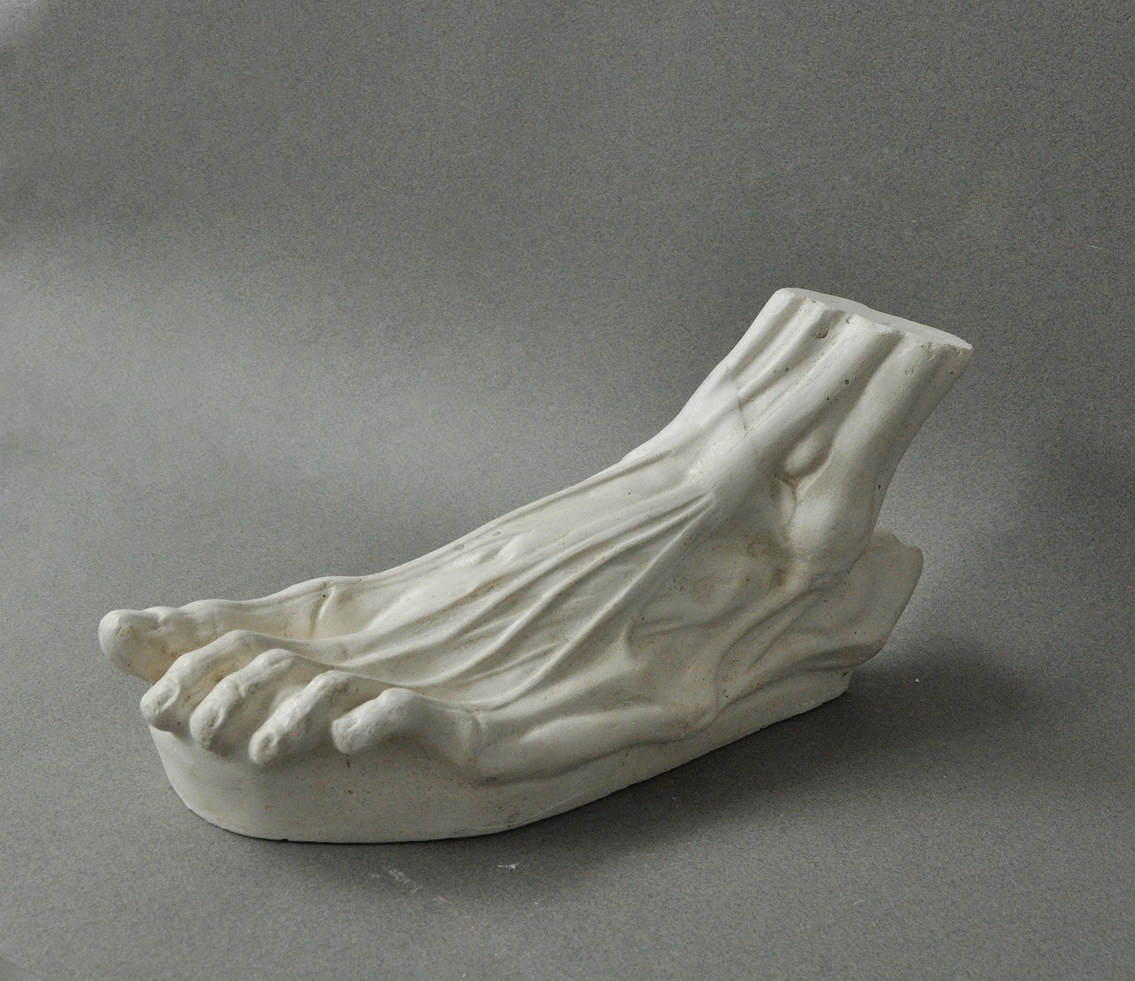 Plaster cast of anatomical foot, écorché foot used for learning the anatomy of the foot