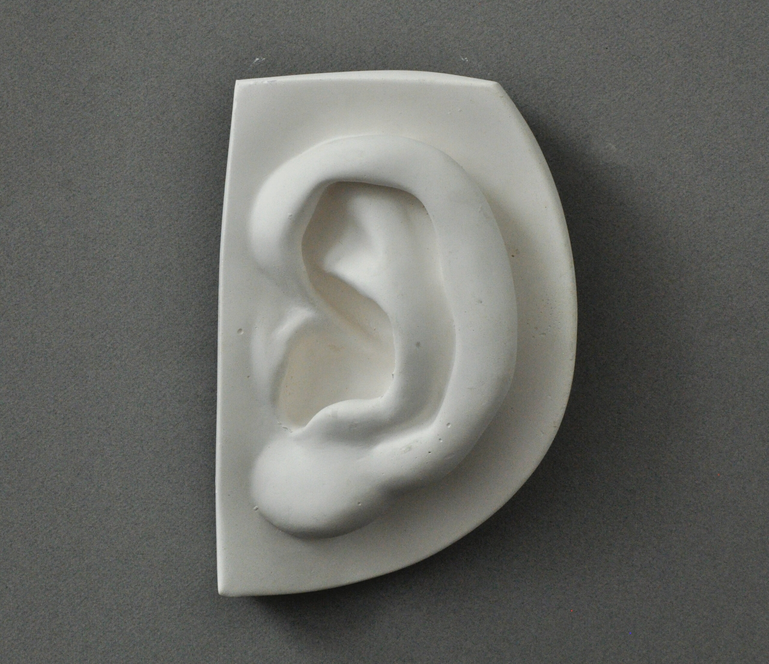 Plaster cast of Michelangelos David ear from the front, used in traditional drawing courses